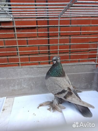 Голуби узбекской породы