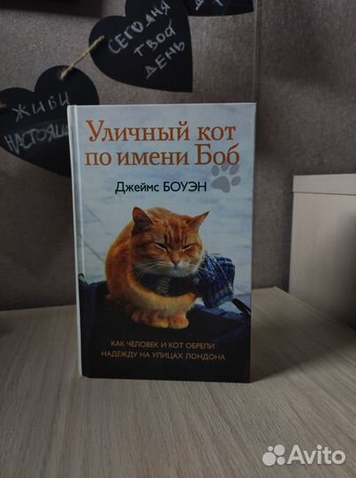 Уличный кот по имени Боб