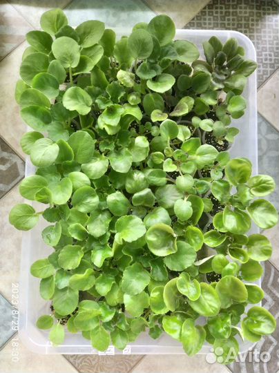 Фиалка в Детках