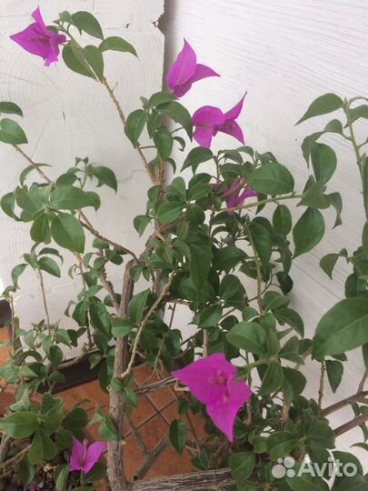 Бугенвиллия New Violete большая