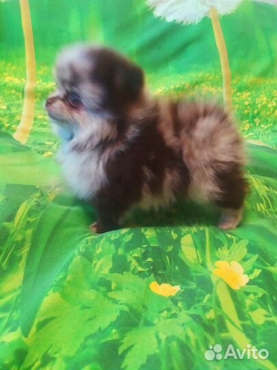 Щенки шпица