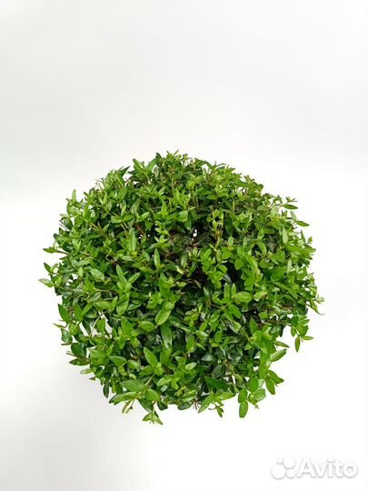 Мирт на штамбе