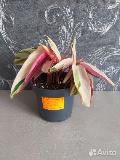 Строманта триколор