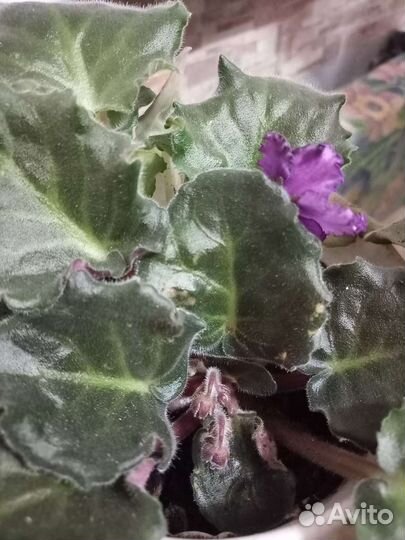 Фиалка в горшках