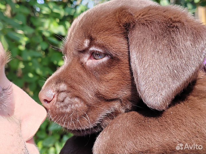 Шоколадные детки