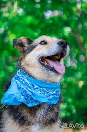 Спасите собаку из клетки