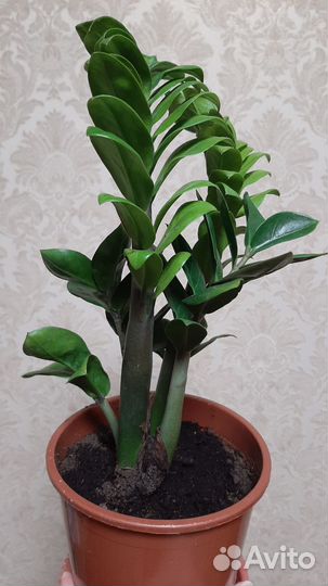 Замиокулькас Зензи