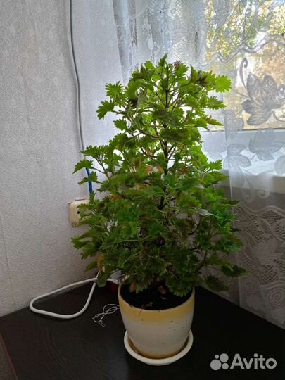 Комнатные растения разные