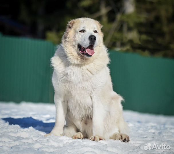 Алабай в добрые руки