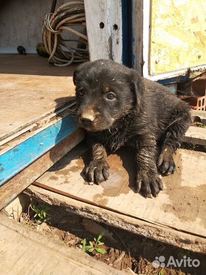 Отдам щенков в добрые руки