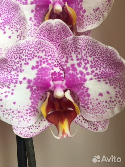 Орхидея фаленопсис