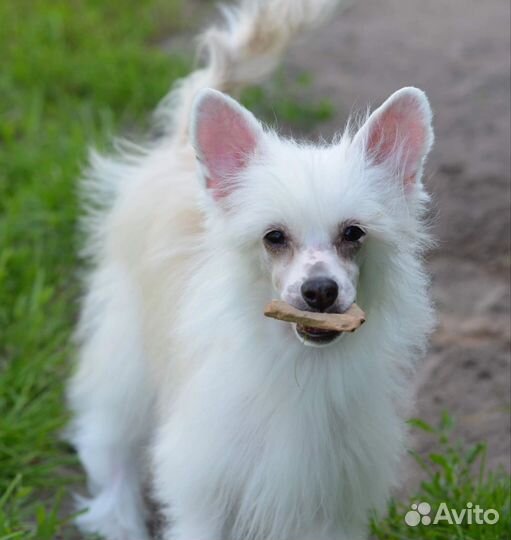 Китайская хохлатая пуховая