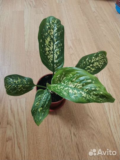 Диффенбахия