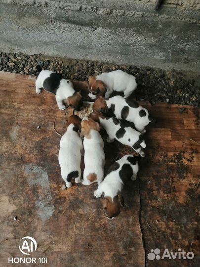 Щенок джек рассел бесплатно