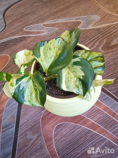 Сциндапсус Хеппи лиф (комнатный цветок)