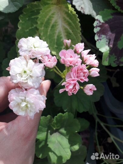 Черенки пеларгонии