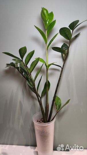 Замиокулькас