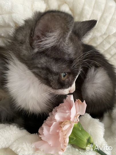 Котенок в добрые руки