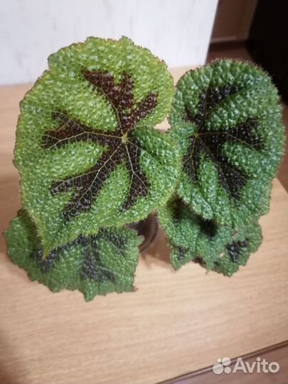 Бегония Мэсона,Черная мамба,Борщевиколистн