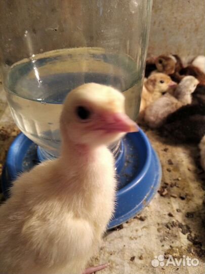 Цесарята. Бройлеры. Фазанята. Индюшата. Несушки