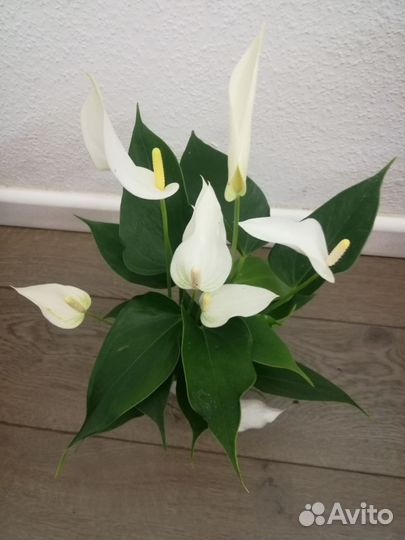 Антуриумы 10 видов