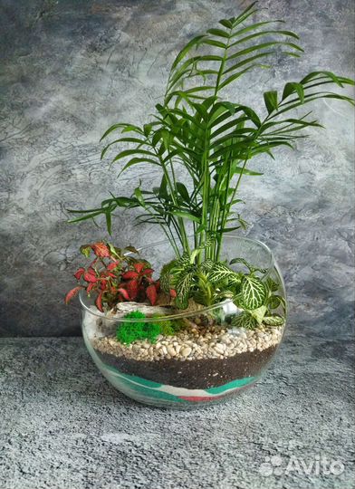 Флорариум с хамедореей и фиттониями