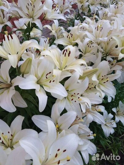 Лилии белые многолетние