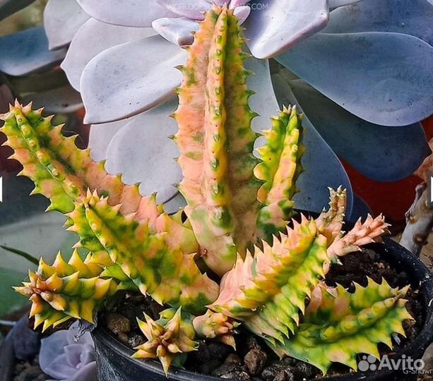 Гуэрния зебрина вариегата. Ластовневые