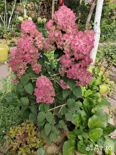 Черенки гортензия 