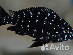 Трофеус Звездчатый (Дюбуа, или Дубоиси)