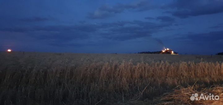 Зерно овес, пшеница, ячмень