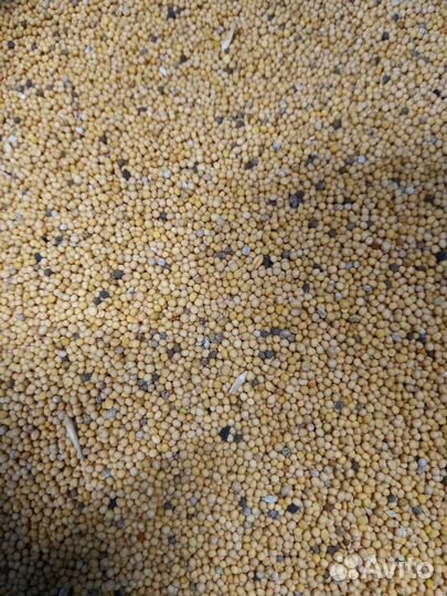 Сидерат горчица