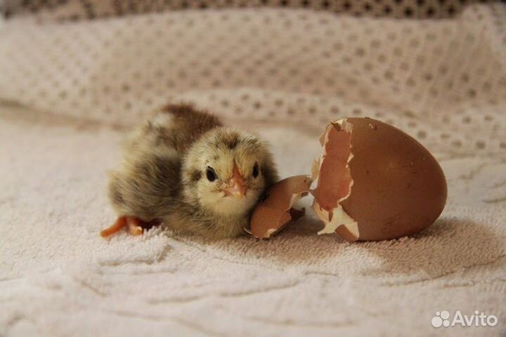 Куры, петухи, цыплята, инкубационные яйца