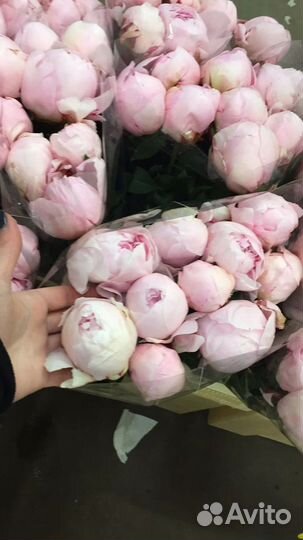 Итальянские пионы