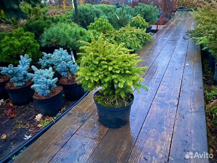 Ель карликовая