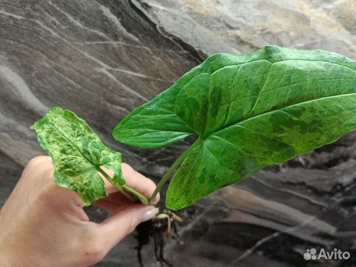 Фикус Мокламе, филодендрон гигантум вариегатный