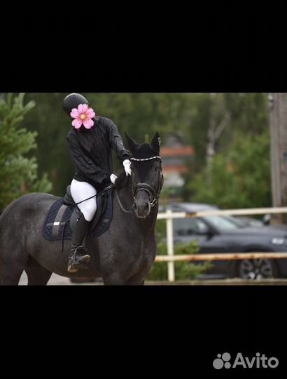 Жеребец 2019г