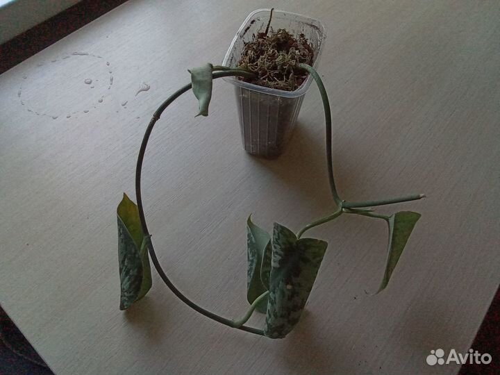 Сциндапсус пиктус Требе с фото