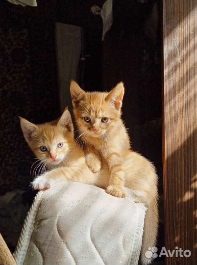 Котятки домашние, готовы к новоселью