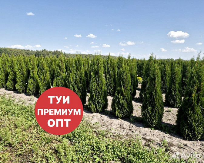 Туя смарагд рост 201 см /опт 150 шт