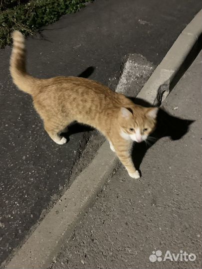 Кот Рыжик в добрые руки