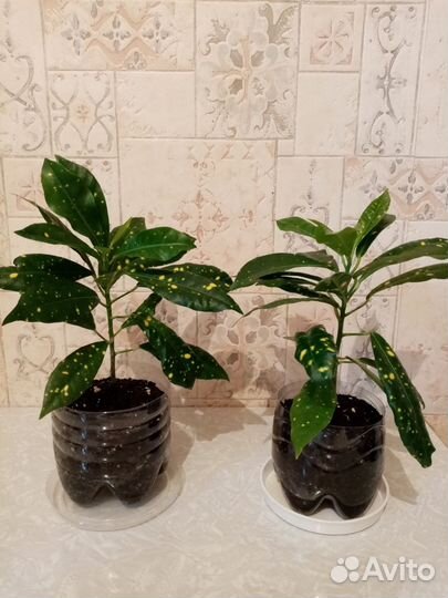 Кротон аукуба