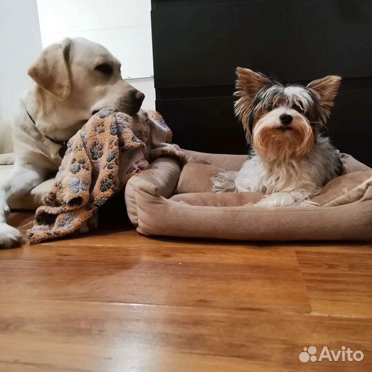 Передержка домашних животных