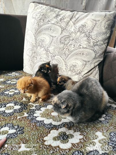 Котята в добрые руки