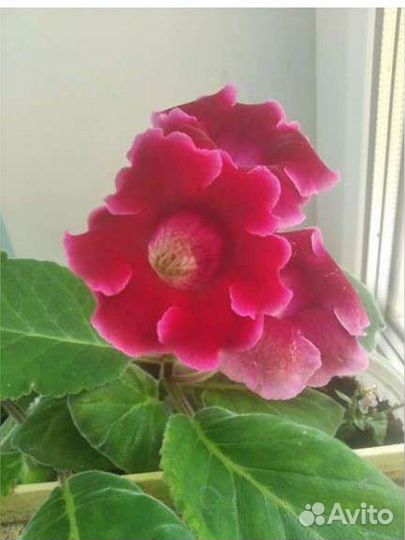 Глоксиния розовая, феолетовая