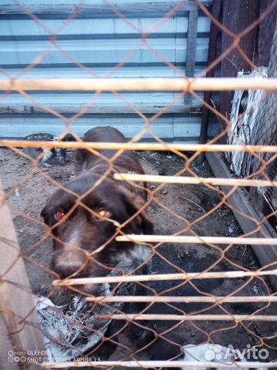 Щенки дратхаара