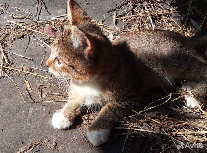 Отдам котят в добрые руки. Очень ласковые, умные