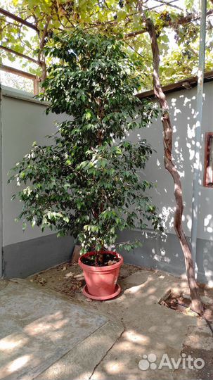 Фикус бенджамина большой