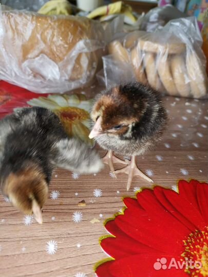 Породистые цыплята