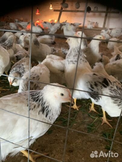 Продажа молодых петушков и курочек Адлерская сереб